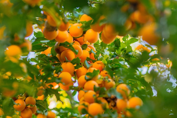 Aprikosenbaum pflanzen Zeitpunkt - orangefarbene Aprikosen hängen am Baum