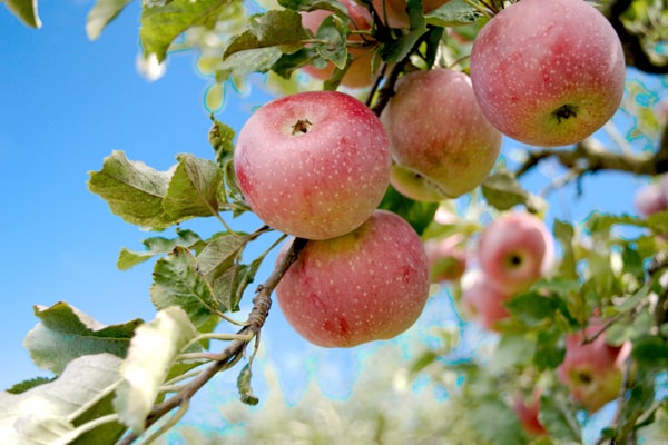 Beste Zeit zum Apfelbaum pflanzen - Ast voller Äpfel