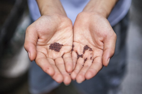 Wie du dein eigenes Saatgut gewinnst - Hände voll Samen