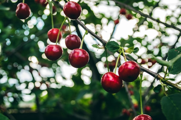 Wie pflanzt man einen Kirschbaum - rote Kirschen am Baum