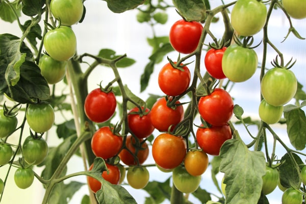 Was kann man neben Tomaten pflanzen? - Eine vollhängende Tomatenrispe