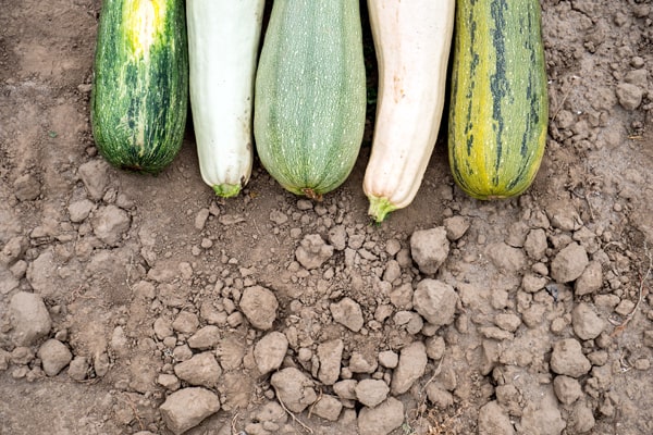 Was kann man neben Zucchini pflanzen? - Verschiedenfarbende Zucchini nebeneinander