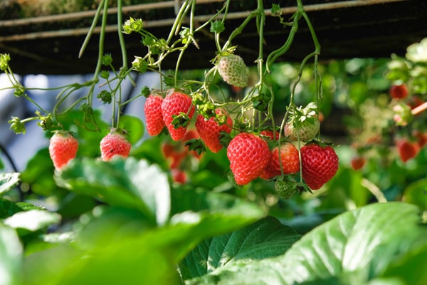 Was muss ich beim Erdbeeren pflanzen beachten? Erdbeeren hängen an einer Pflanze.