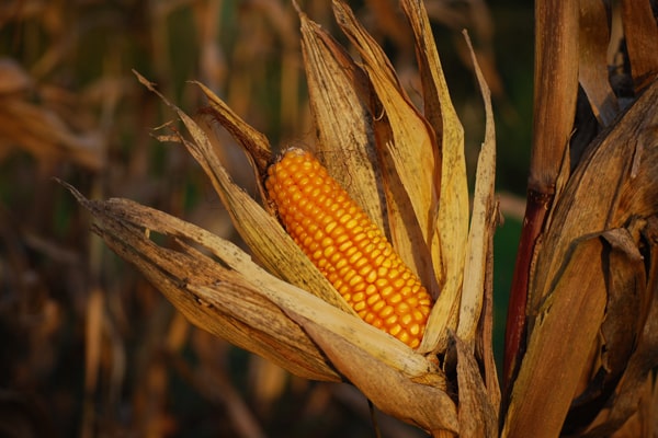 Wie kann man Mais anbauen? - Erntefrischer Maiskolben im Maisfeld