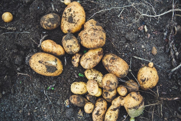 Wie lange kann man Kartoffeln pflanzen? - Frisch geerntete Kartoffeln im Beet 