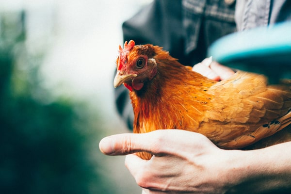 Was muss man bei der Haltung von Hühnern beachten - Huhn auf dem Arm
